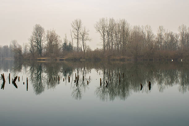 a peaceful lake scene on a cloudy day with still water reflecting leafless trees and old wooden posts emerging from the surface, creating a quiet and atmospheric natural landscape.