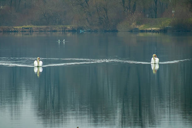 two swans gliding across a calm lake on a misty day, creating gentle ripples on the water with reflections of trees and soft atmospheric tones in the background.