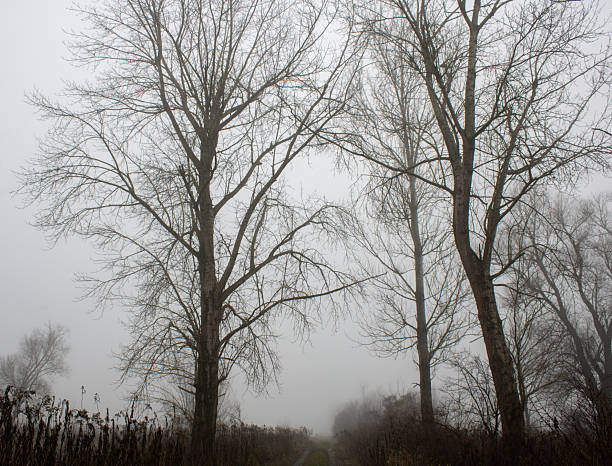 tall leafless trees stand in a dense fog, creating a quiet and atmospheric winter landscape. the muted tones and low visibility give the scene a calm, mysterious feeling as the pathway fades into the mist.