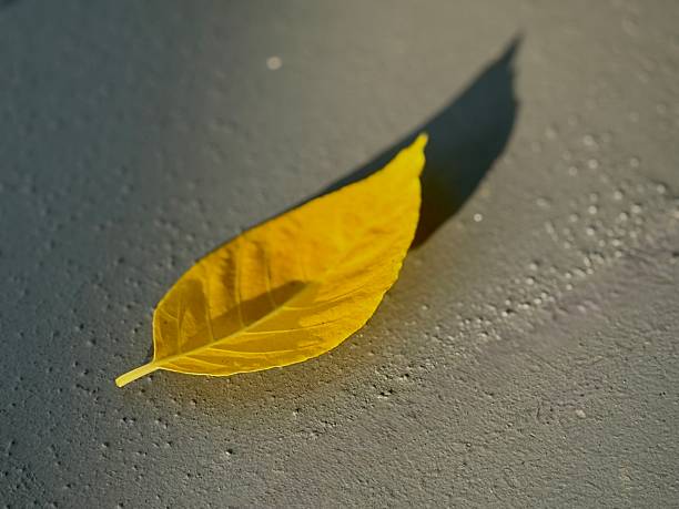Close-up of a fallen yellow color leaf with strong contrast and shadow on concrete floor with copy space