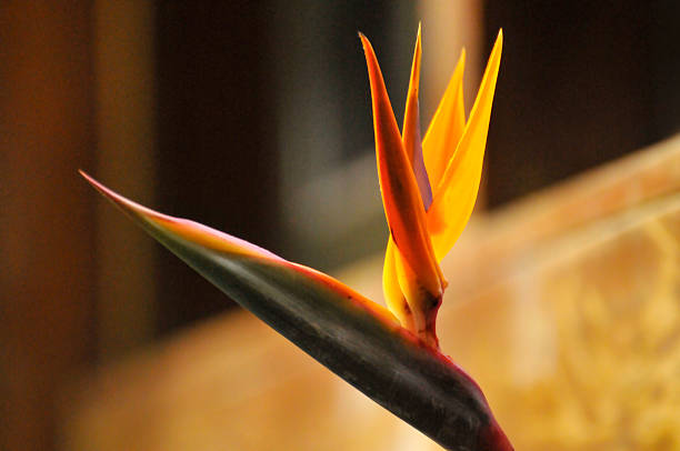 The bird of paradise flower