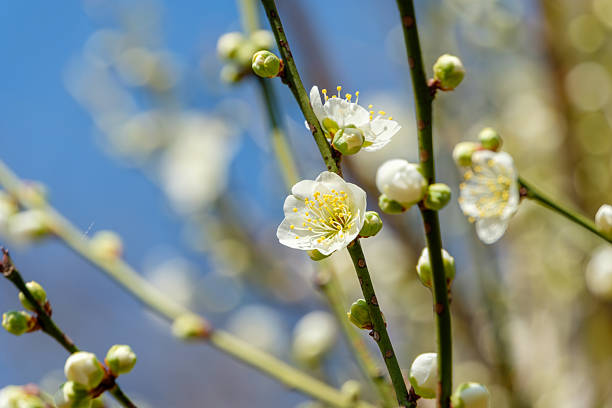 A detailed macro shot focusing on white plum blossoms with golden-yellow stamens and green buds on a branch with a soft bokeh background.