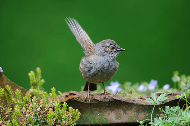 Small bird, a male Dunnock, emerging from nest