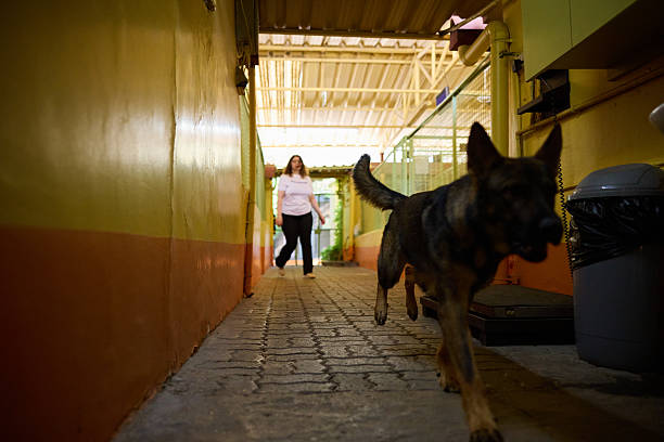 Dog running on footpath amidst walls at rescue center. Female volunteer is following dog. Concept of animal adoption.