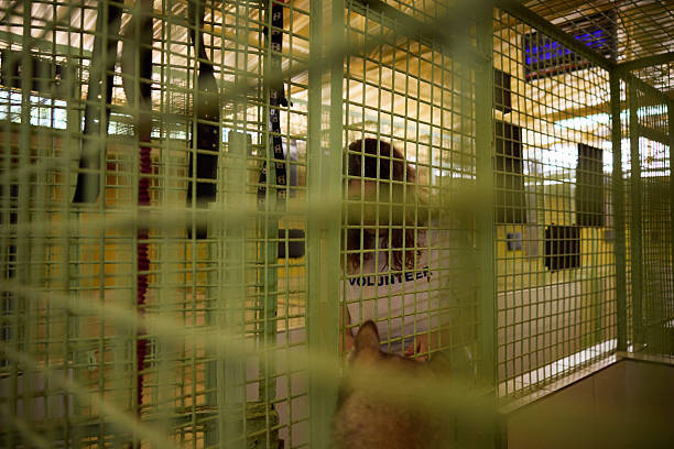 Young woman interacting with dog sitting in enclosure. Female volunteer is providing companionship to animal. Concept of animal adoption and rescue.