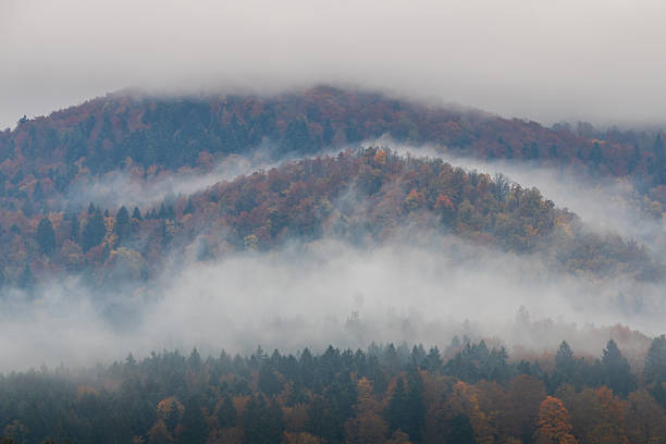 serene autumn hills covered in colorful forest with multiple layers of mist drifting through the trees. the soft fog and warm fall tones create a calm, moody landscape with depth and natural atmosphere.