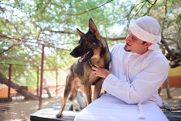 German Shepherd. Portrait. Working line dog. Guard and security dog.