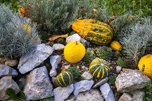 a natural garden arrangement featuring colorful gourds placed among rocks and stones. the mix of warm autumn tones, organic shapes, and textured surfaces creates a rustic seasonal still life in an outdoor environment.