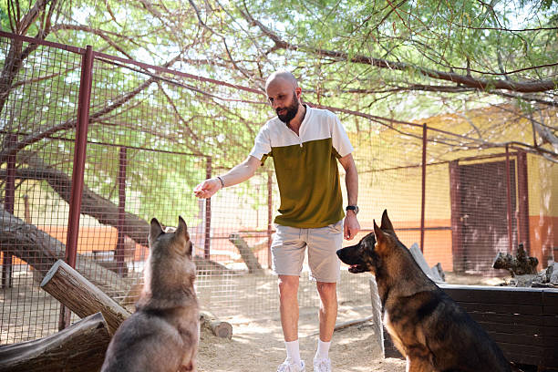 Man with shaved head feeding dogs while standing outdoors. Belgian Malinois and Husky during obedience training with their owner. They are surrounded by fence.
