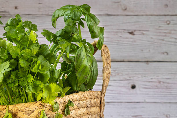 fresh basil and cilantro in woven basket