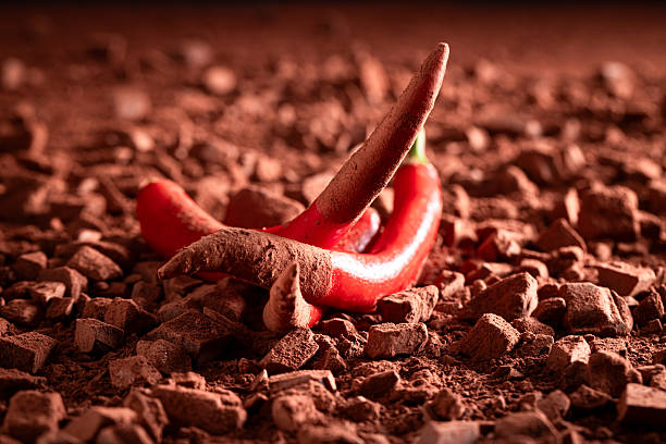 Raw chilli pepper on cocoa powder and chocolate bars. Hot pepper as an ingredient in chocolate.