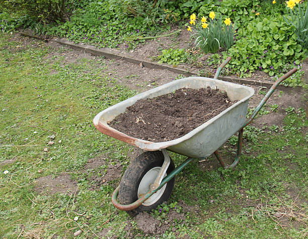 Young hispanic woman, wearing dungarees, pushing a wheelbarrow filled with pulled out weeds and remains of vegetables to composter