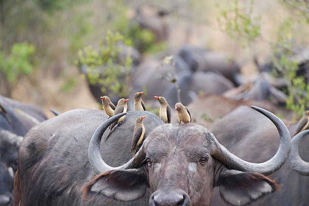 Group of Red-Billed Oxpeckers sitting on the back of a female Cape Buffalo