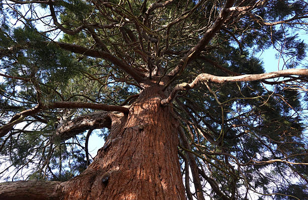 A large redwood tree viewed from below growing in a public park in England.