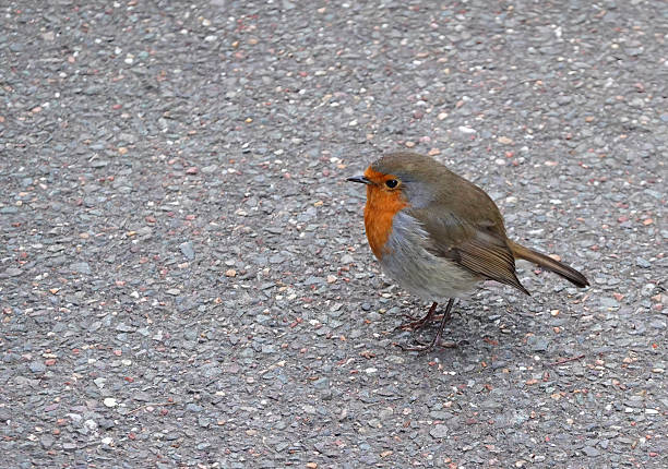 Close up of robin on pine tree