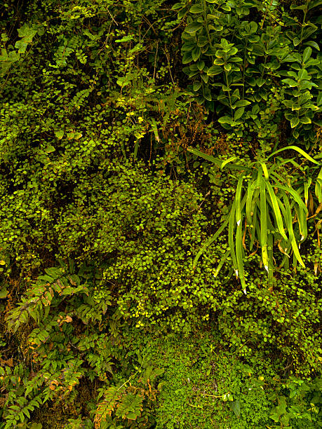 Green lush foliage