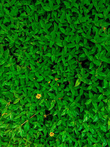 Fresh Green Plant Leaves after Rain with Water Drops. Botanical Foliage Nature Background. Wallpaper Poster Template. Organic Cosmetics Wellness Spa Environmental Conservation. Copy Space
