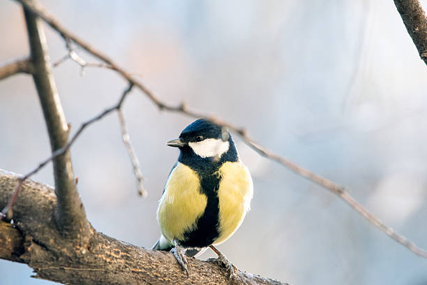 Great Tit on the Branch