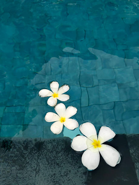 Swimming pool and flowers, tropical resorts hotel. Still life mood image of white tropical flowers on the side of a blue swimming pool of a resort hotel