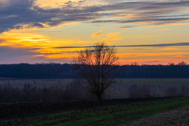 A lone tree stands tall against a dramatic golden sunset over a dark horizon line and a vast field. Vibrant orange and yellow colors of the evening sky create a majestic and peaceful landscape,