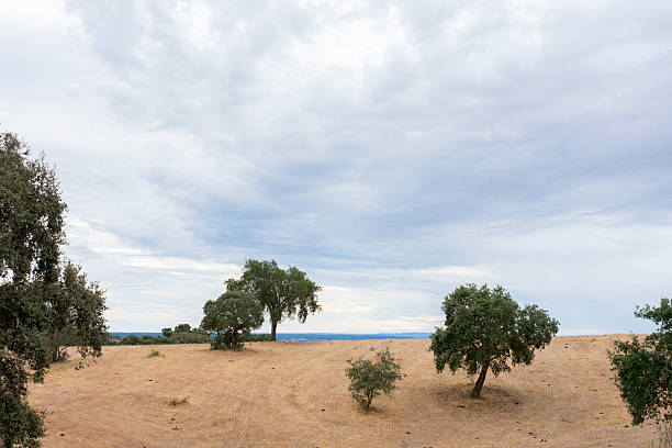 Landscape of a field with multiple green trees in Escoural, Portugal