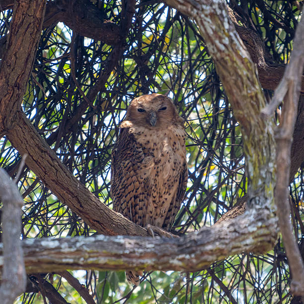 Front on view of Pel's Fishing Owl in a tree during the day framed by the tree branches. Taken in South Luangwa National Park.
