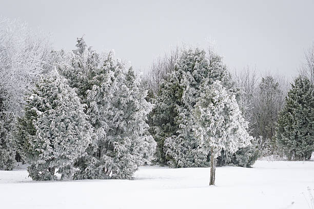 Beautiful Snowy Trees