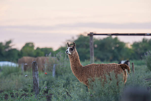 llamas in a farm in Argentina