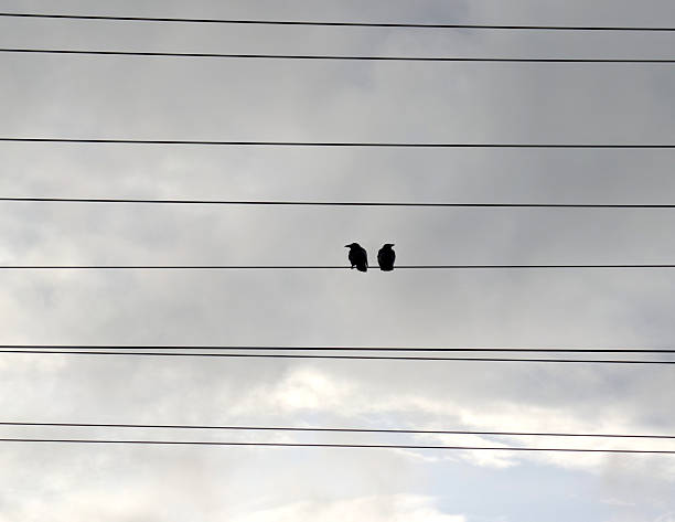 Pigeons perched on an electric wire against a bright blue sky with scattered clouds. Minimalist composition emphasizing simplicity, balance, and everyday urban life. The scene conveys calmness, freedom, and the beauty of ordinary moments