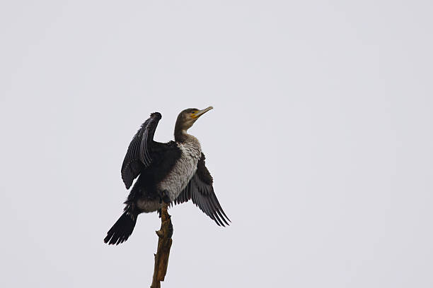 istock Cormorant with open wings high up on a branch surrounded by gray sky, cormorant with white feathers on its belly, cormorant with outstretched wings, Phalacrocoracidae 2257430681