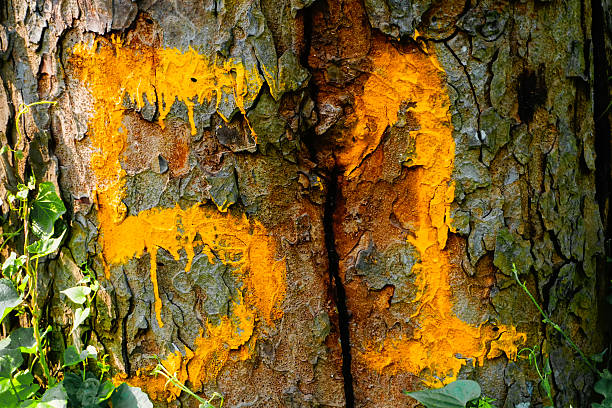 Bright yellow color mark on a tree trunk. Howrah, West Bengal, India.