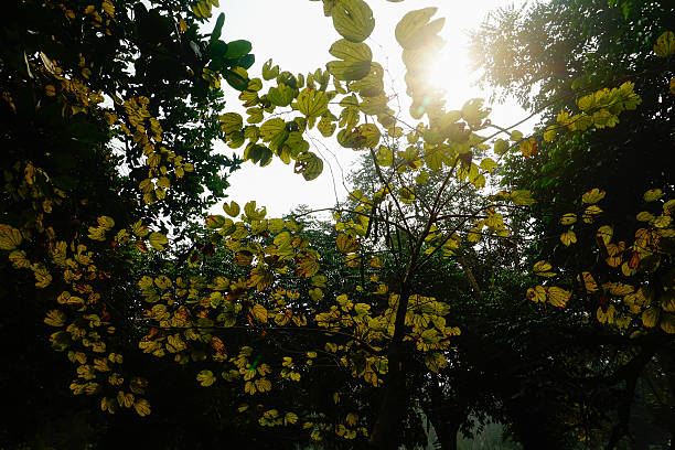Magical sun rays coming down through foliage in winter morning, Howrah, West Bengal, India. Dark green leaves in the background creating useful contrast and copy space for advertising and other usage.