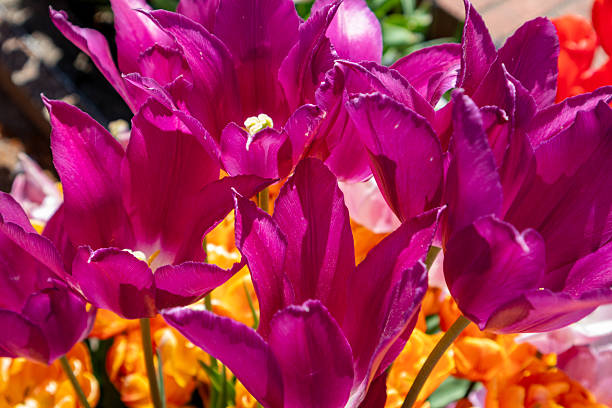 Close up of purple tulips blooming in spring