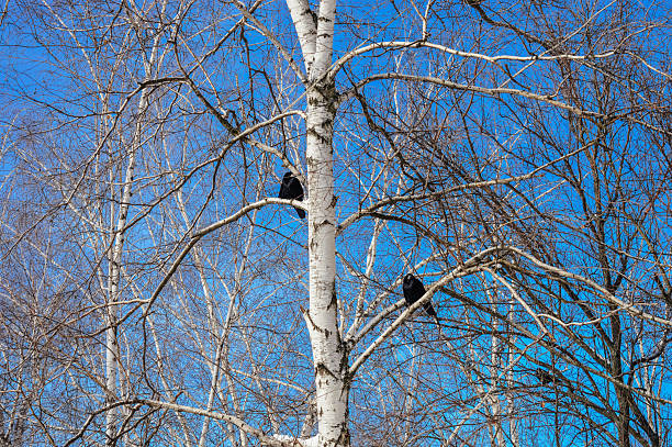 Rooks perched on bare tree branches against clear blue sky. Urban wildlife, winter nature, flock of birds, city environment, ecology, freedom, seasonal background and outdoor concept.