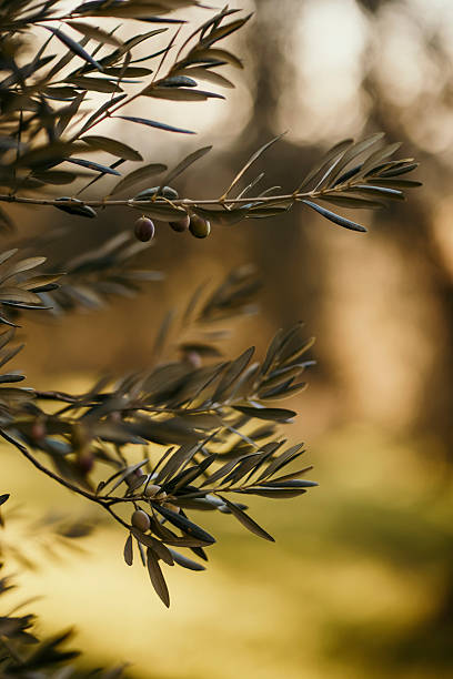 Sunlit Olive Tree Branches at Golden Hour Over Rural Landscape. stock photo