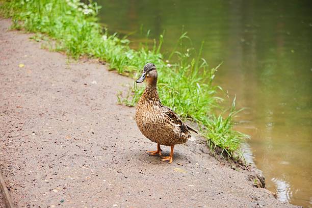 Wild duck near the lake