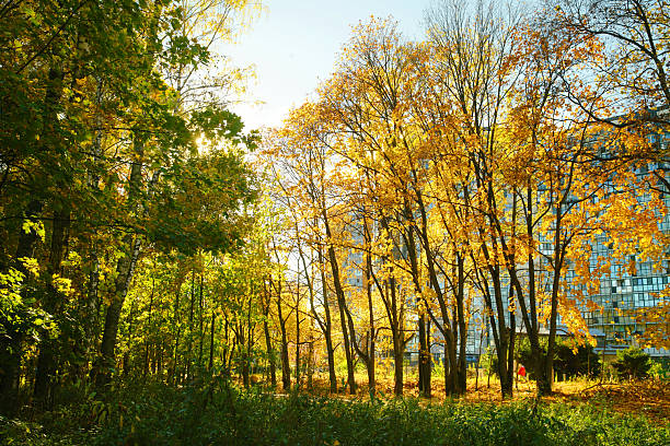 Autumn leaf colot in Northern Europe with larhge birch trees  with orange foliage. blurred motion persons