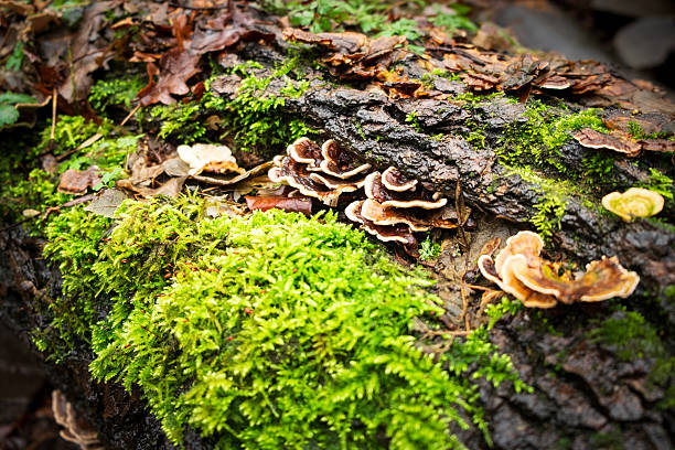 Mushrooms and moss grow on a fallen log in a forest, showcasing the decomposition and regrowth cycle of nature.