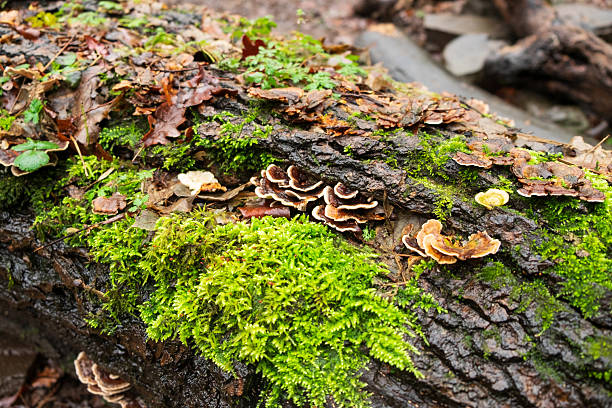 A fallen log in a forest is covered in vibrant green moss and various types of shelf fungi, showcasing the natural decomposition and growth cycle.