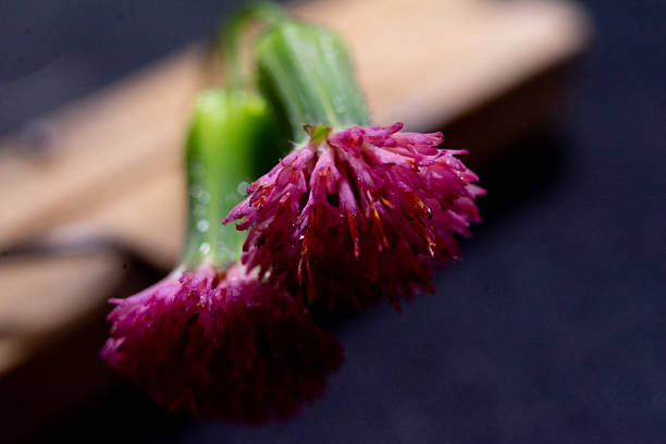 Macro photograph of a wildflower.