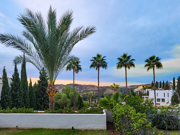 A serene landscape features tall palm trees, including Phoenix dactylifera, standing prominently in a lush garden setting. The palms are framed against a vibrant sunset sky with hues of orange, pink, and purple, casting long shadows over green shrubs, white stucco walls, and modern white buildings. Distant rolling hills add depth to the scene, evoking a peaceful Mediterranean coastal vibe. No people are present. This image suits commercial uses in travel advertising for resort destinations, real estate promotions highlighting luxury villas in sunny locales, lifestyle content for relaxation and nature themes, or editorial pieces on Mediterranean architecture and horticulture.