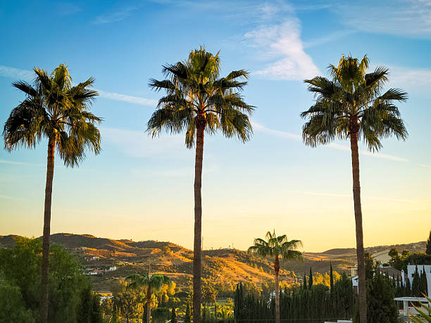 A row of tall palm trees stands prominently in the foreground, their fronds outlined against a colorful sunset sky transitioning from deep blue to warm orange hues. The background features rolling hills dotted with green vegetation, scattered white buildings, and distant cypress trees, evoking a serene Mediterranean hillside setting. No people are present in this outdoor scene captured during golden hour at dusk in late summer. The image conveys a peaceful, tropical ambiance ideal for commercial uses such as travel brochures, resort advertisements, lifestyle magazines, book covers on vacation themes, or backgrounds in environmental articles about coastal regions. It highlights natural beauty and tranquility, suitable for promoting leisure destinations or illustrating concepts of relaxation and nature escapes.
