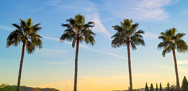 Four tall palm trees, likely Phoenix canariensis, stand in a straight row silhouetted against a clear blue sky streaked with wispy clouds and airplane contrails at sunset. The horizon glows with warm orange and yellow hues, casting long shadows from the trees onto a dry, arid ground with sparse vegetation. Distant brown hills rise in the background under the fading light. This outdoor scene captures a serene, tropical or subtropical environment during evening twilight in summer. No people are present. Ideal for commercial uses such as travel advertisements promoting desert resorts, environmental illustrations for climate or conservation articles, background imagery for vacation brochures, or editorial content on natural landscapes in regions like California or the American Southwest.