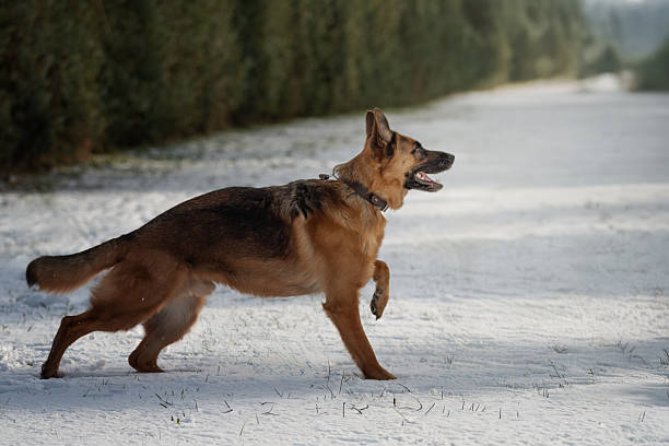 side portrait of a brown young german shepherd dog in snow
