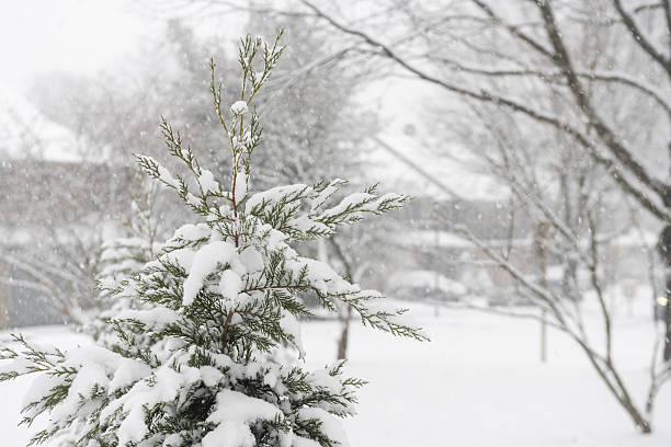 This is a snow covered tree shrub on a cold January day in Mahwah, New Jersey.