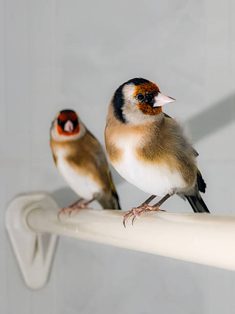 Close-up of a forest bird during wintering in the town of Livno in Bosnia and Herzegovina