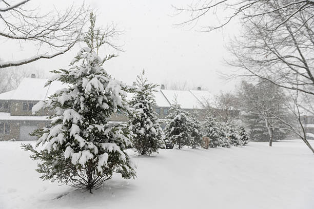 This is a snow covered tree shrub on a cold January day in Mahwah, New Jersey.