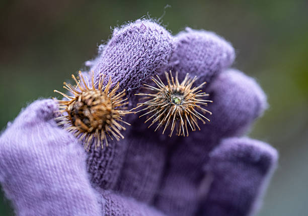 These burrs are hard to get off you once they get a hold
