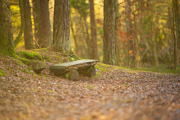 Simple wooden bench along quiet forest trail