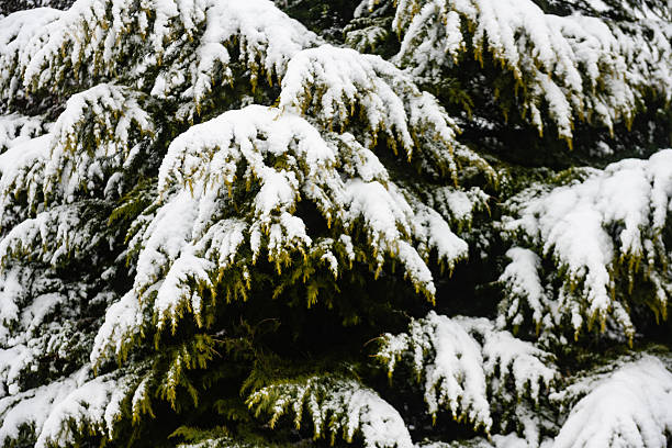 This is a close up photograph of a snow covered pine tree in Brooklyn, New York on a winter day.